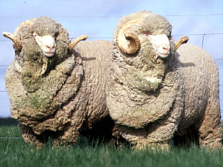 Merino Μαλλί Αυστραλιανό πρόβατο μερίνο στη φύση
